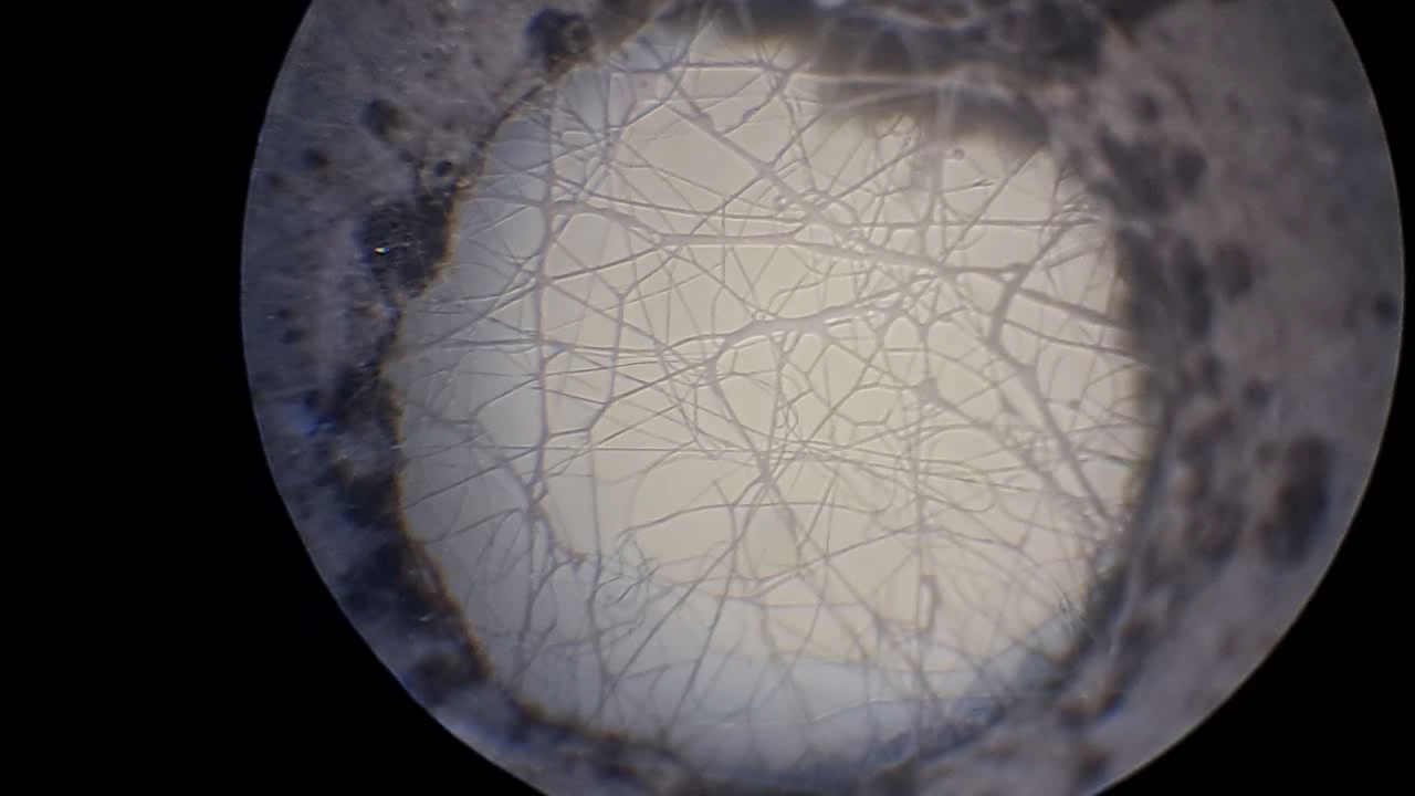 Electrospinning: Solution of Polystyrene in Ethyl Acetate